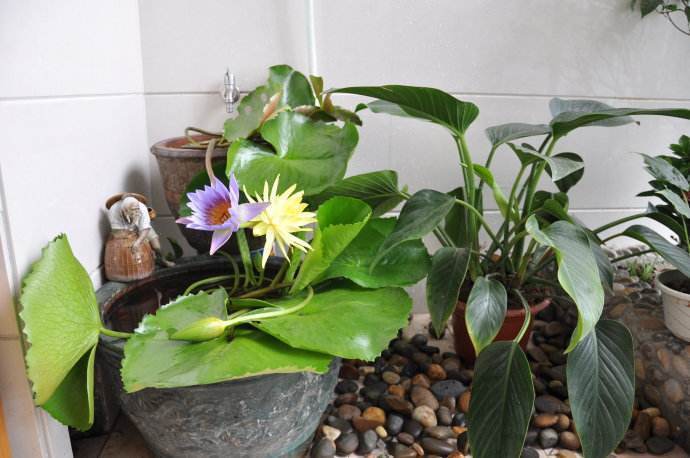 在家里怎么养睡莲一个破盆就够了,开花比头还大!