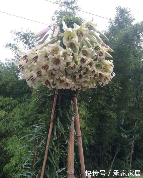 种球|一颗百合花,身高2米8,长成百合树,长在深山里,花朵比头大