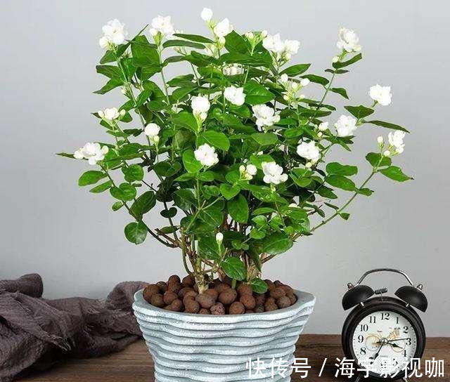 挂果|家里养盆“杀菌”花,精神轻松又清香,老中医经常养,错不了
