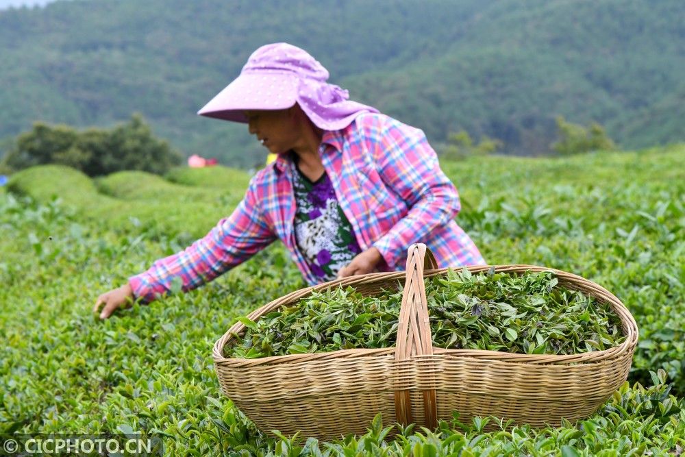 茶农|湖北保康：秋茶采摘忙