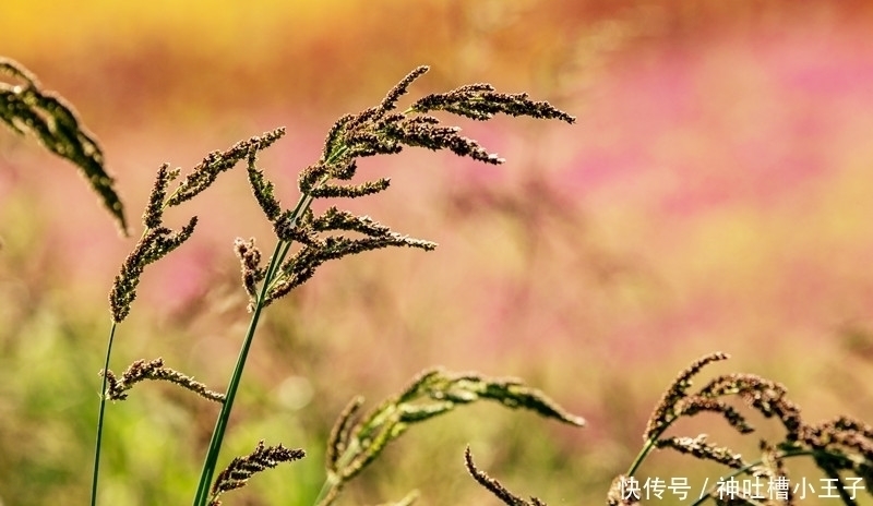 天花板|不管怎么被骂，余秀华这首三俗情诗，足以代表现代诗坛的天花板