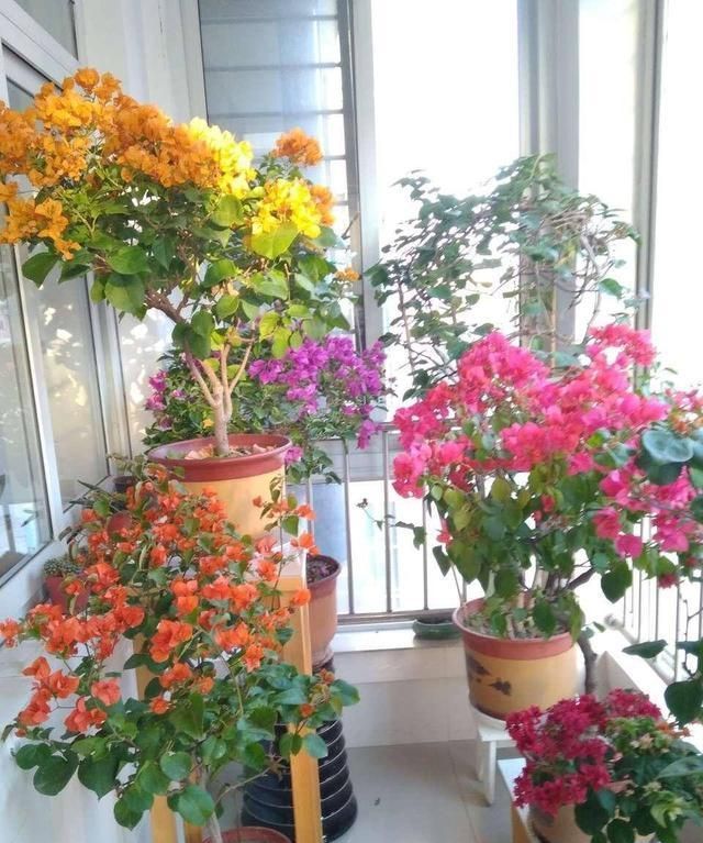 对待懒人超友好的花卉,多晒少管它,反而长得更好