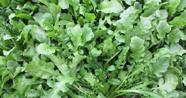 金钱草|农村常见的这七大野草,常吃清肺热,降三高,在城里吃不到!