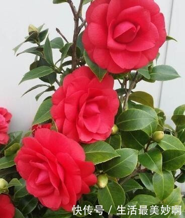 大门前种1棵茶花树,耐寒耐热好养,花色艳丽,开花喜庆富贵!