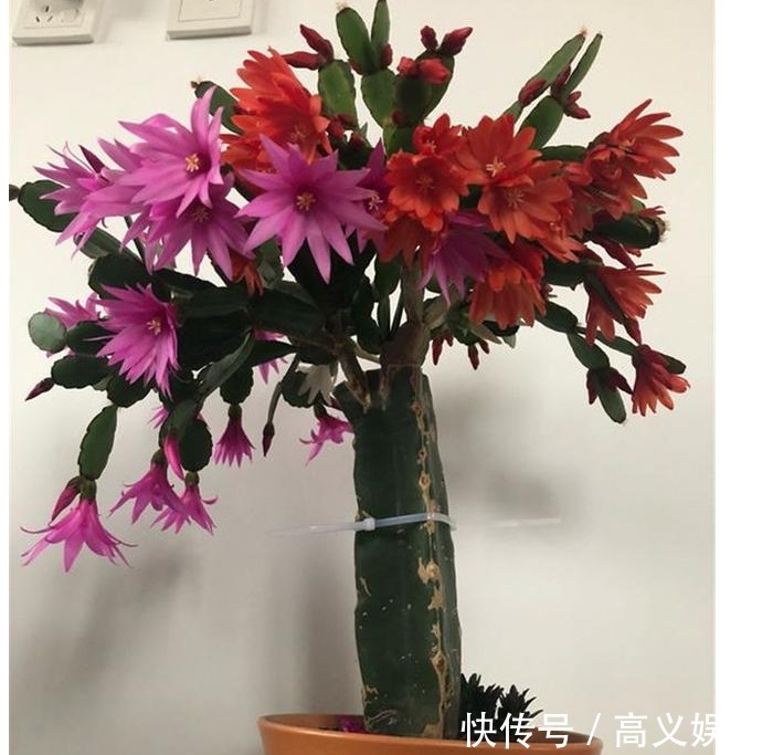 养蟹爪兰|蟹爪兰修剪有“3期”,把好关,花苞多,开花非常旺盛