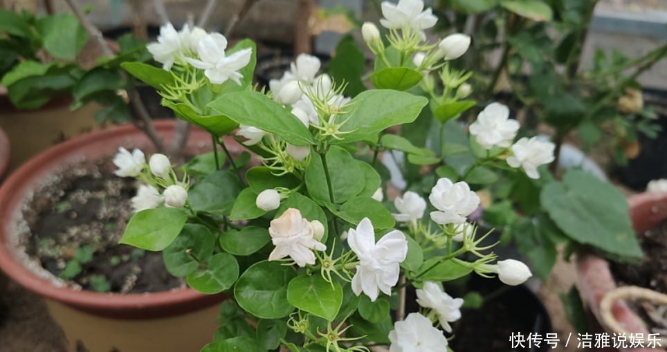 5种花干养最好，植株健壮能开花，湿养会送命！