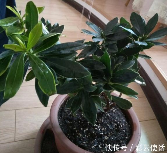 金边瑞香真好看,养起来却挺难,掌握3个要点,花朵美极了