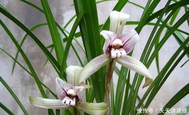 成活率|如何让兰花快速服盆?须知3点