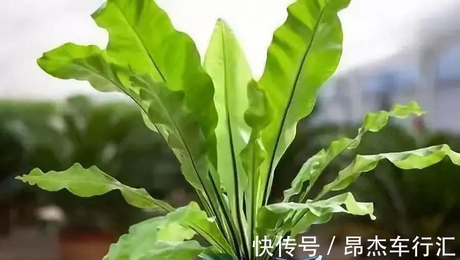 家里养这12种“吸毒”绿植,净化空气,老人小孩少生病
