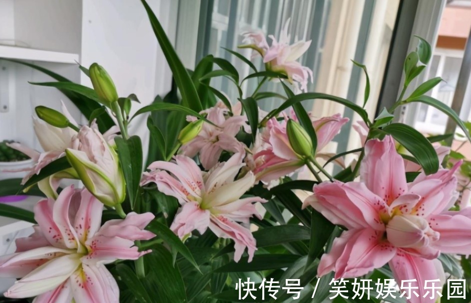 土壤|这款洋葱花天热多栽点,埋土里1个月开花,秋季爆崽,年年复花
