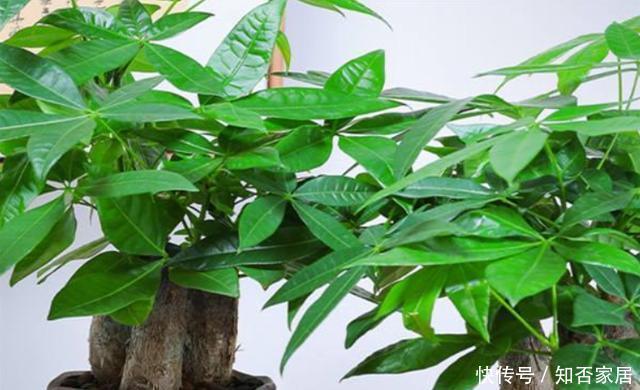 见光|冬季发财树养不好？因为它有“5怕”，合理避开，安稳过冬很简单