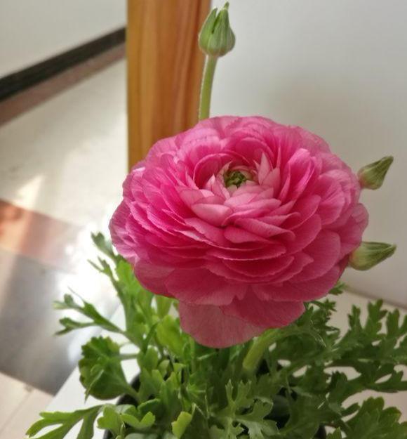 这些小草花,个个真美人,阳台养几盆,繁花不断,美到不敢看