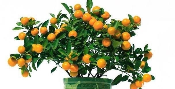 盆景|桔树盆景如何种植 种植桔树盆景的方法