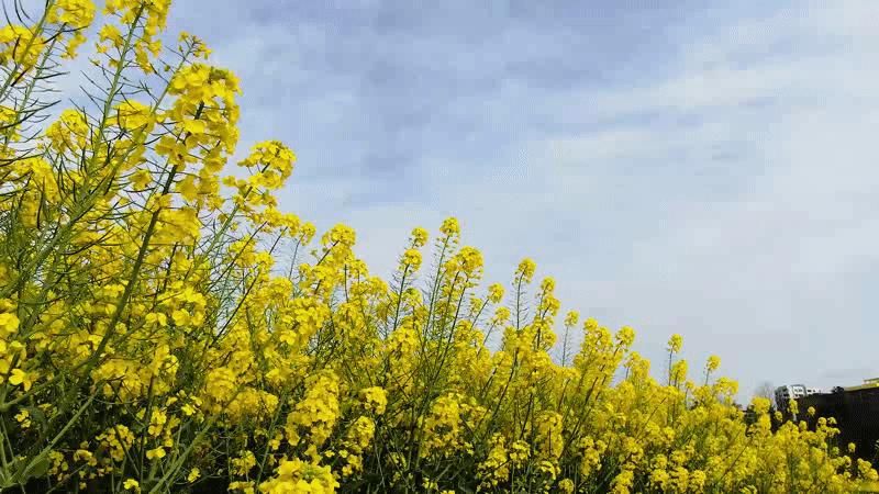 老年|壮观！南充高坪这里油菜花海盛放，遍地金黄美到霸屏！