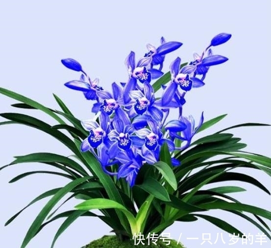 此兰只应“天上”有,人间哪得几回闻,兰色清雅,让人一见钟情