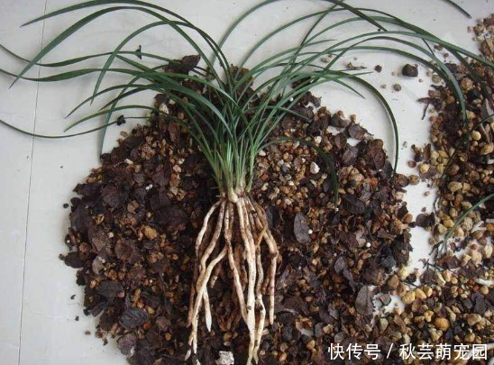 栽种|想刚种植的兰花服盆快,这个步骤不能漏,再做好缓苗,就能快服盆