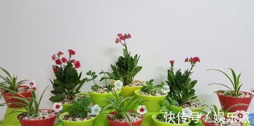 土壤|我用这方法扦插繁殖了几十盆的植物,薄荷、吊兰轻松培育
