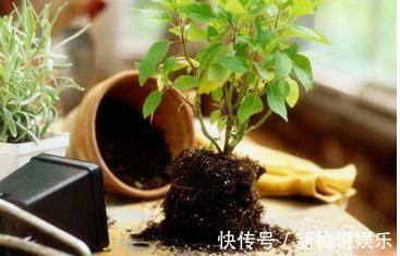 腐叶土|这几种土用来养花,一年到头不用施肥,不用施肥也长的旺盛