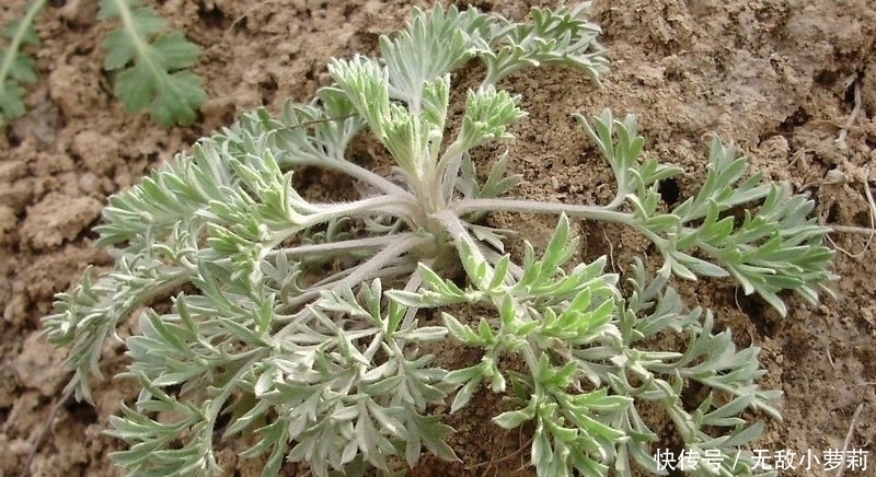 野菜|春季挖這幾種野菜好吃又養生
