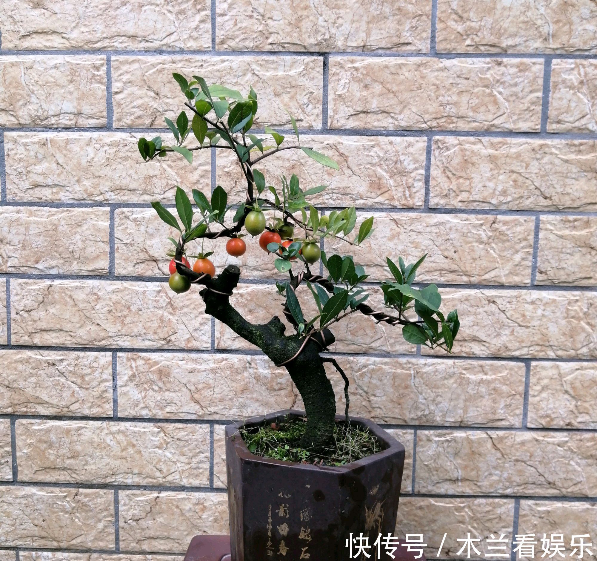 人工|金弹子盆景开花多结果少人工授粉打一针''它'',满树都是金弹果