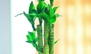 家养富贵竹习惯性黄叶学会这三个小技巧,轻松叶绿枝嫩长不停