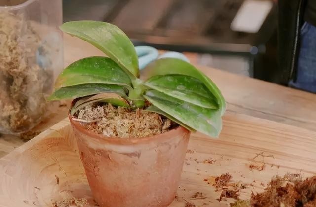 开花|蝴蝶兰难养不开花?教你我常用的4个“小窍门”,让它嗖嗖冒花苞