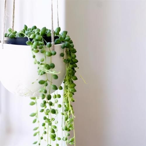 养多肉就得“控水”？不，单独水培它们，反而长得又快又好