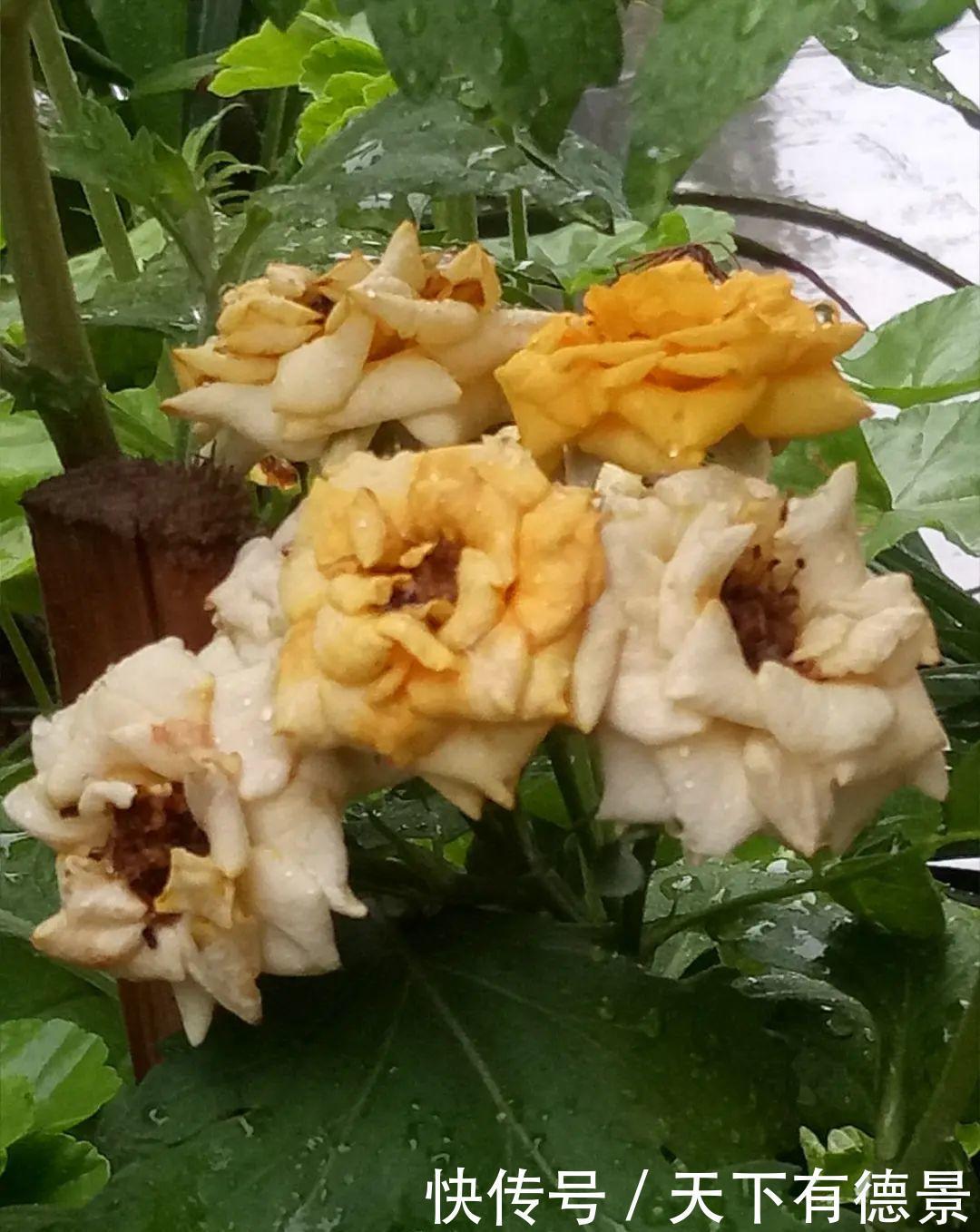 天晴|5种花最怕下雨，淋雨叶子长斑点，赶紧搬进屋