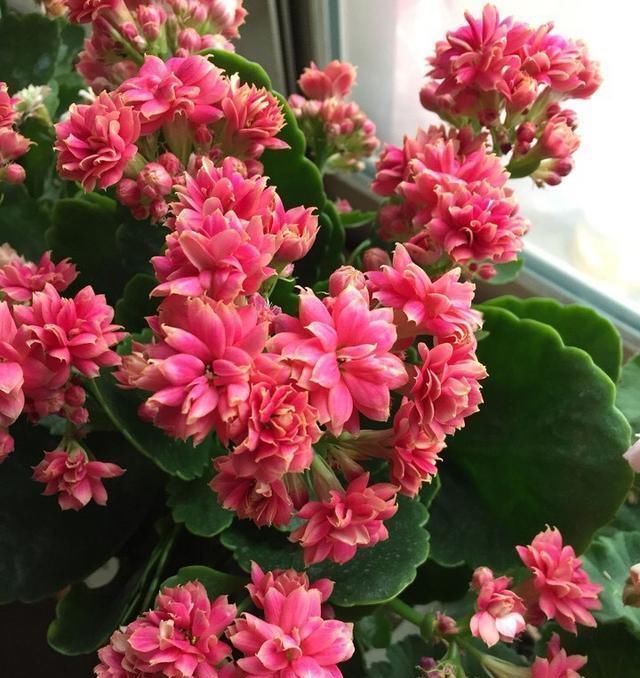 5月养长寿花,注意3个养护技巧,还能再开几茬花,叶大花更美