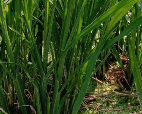 长得像水稻，口感似山珍，很受欢迎