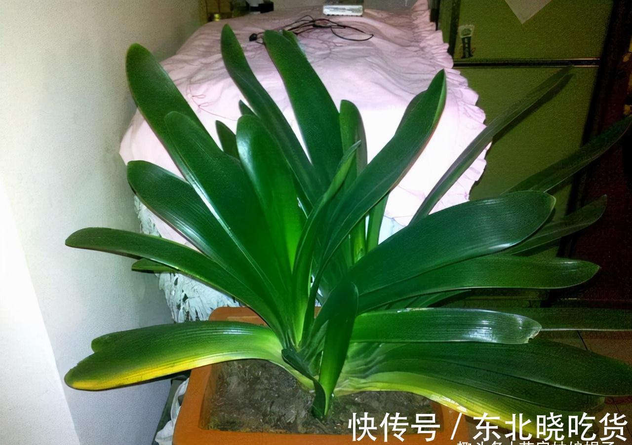 叶片|养君子兰时,当叶片出现这9种异状,能快速找出病因,及时解决