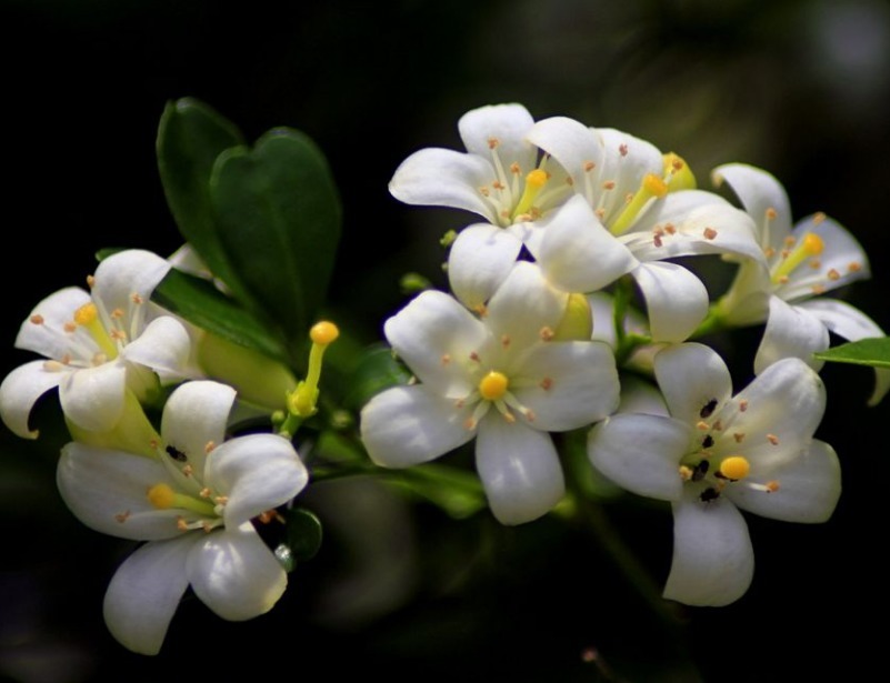 此花,比茉莉花香,比栀子花好看,飘香千里,是炒菜“香料”佳品