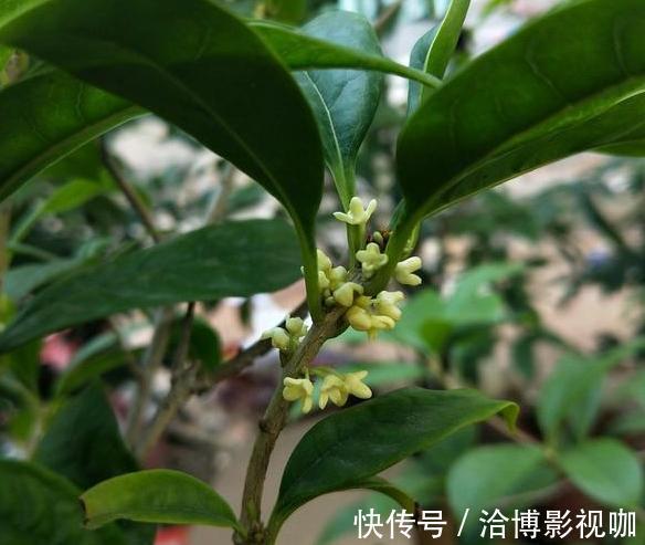 浇水|想让家里常年飘香,就养殖3种花卉,管理简单、易爆盆