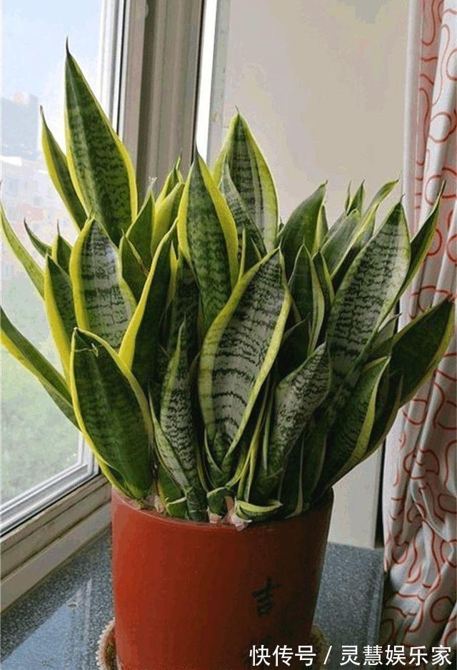 太阳花|不懂养花方法就养4种花，只管浇水，松松长到爆盆