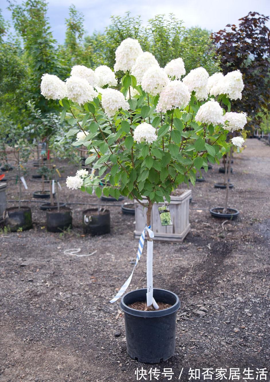 6种“便宜花”，稍加打理养成“棒棒糖”，给多少钱都不卖