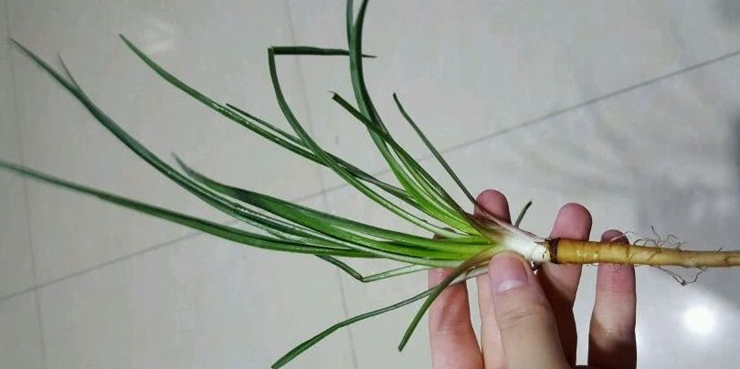 野菜一定要挖根，人称“兔儿奶”，根比叶子好吃