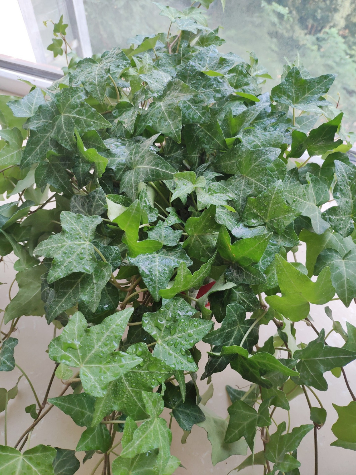 吊兰|新房净化空气5种花不容错过，好养活，吸收有害气体能力强