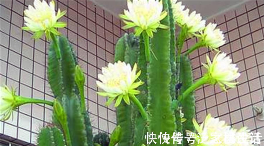 生根剂|威猛霸气的龙骨,夏季扦插正当时,做好5个点,快速生根长得壮