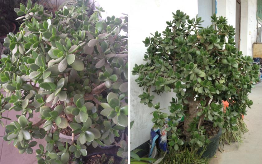 修剪|养玉树,1个月剪1次,植株不休眠,新芽蹭蹭窜,2年成老桩