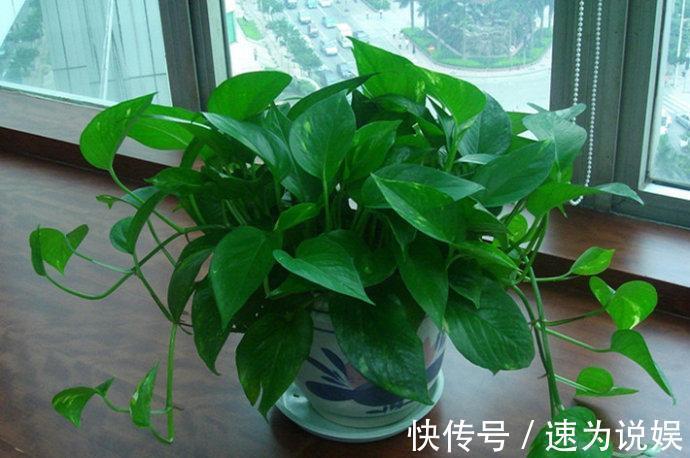 此5种植物,堪称“净化利器”,好养又好看,绿萝只能排第4