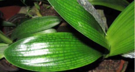 “1种小药片”比什么黄豆水、柳枝水强100倍，养啥都“可以”，牛