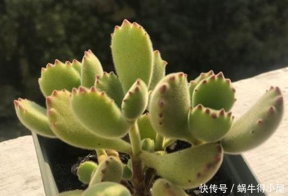 熊童子木质化好吗 熊童子木质化好吗