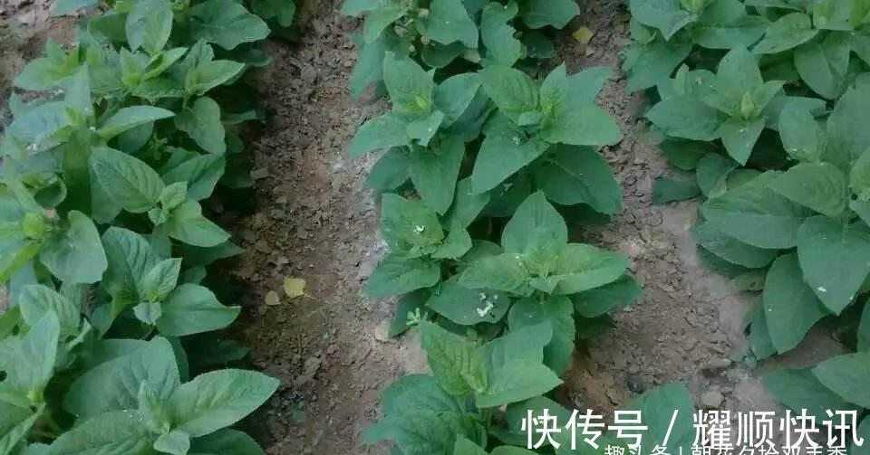 野生植物|这植物的根酷似“人参”,以前农家人总是砍除它,殊不知价值极高