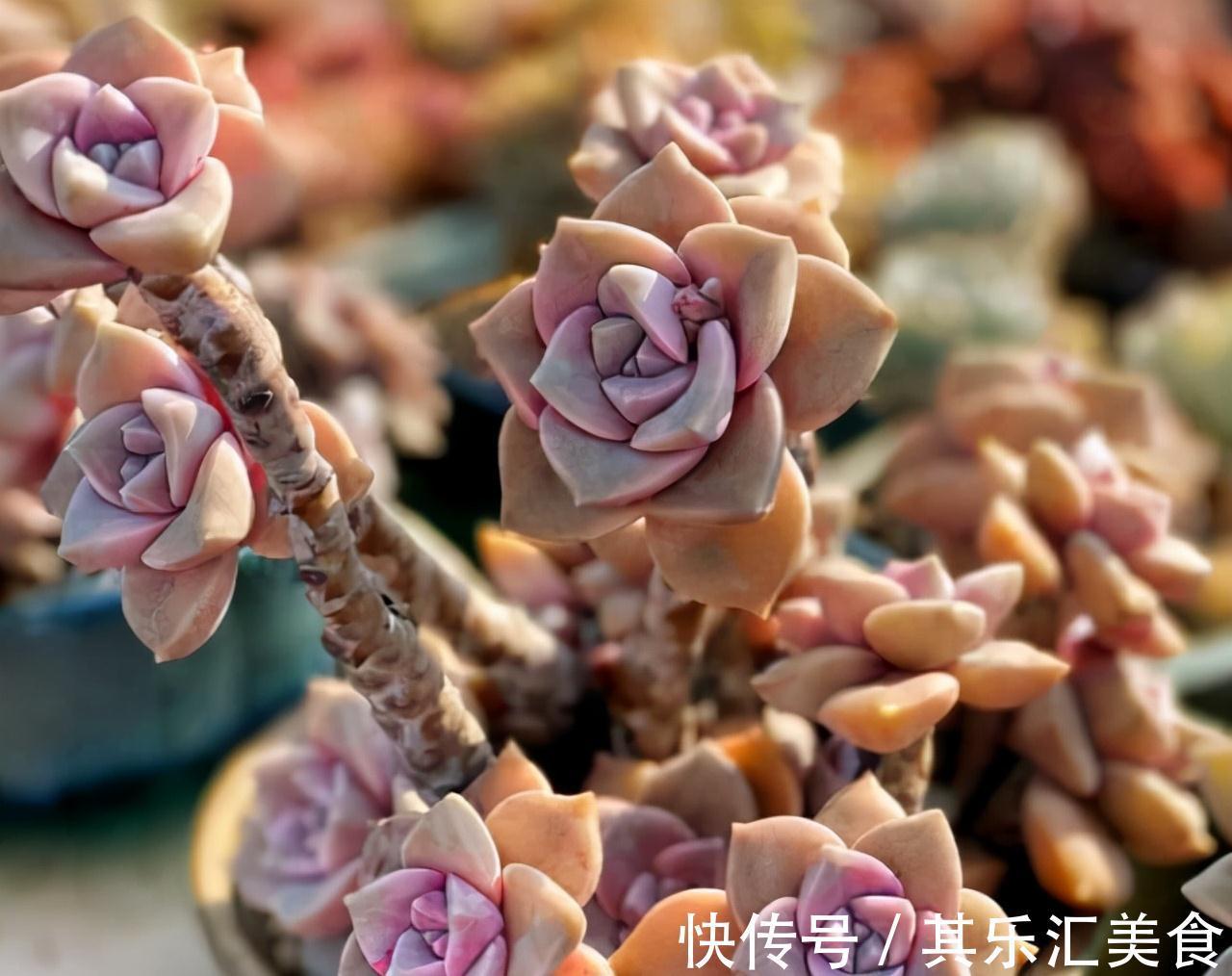 这“三多肉”不怕冻，越冷越美出状态，零下30℃也能缀满一大盆