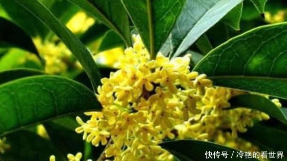 5种盆栽花卉,比香水还香,家里养1盆空气清新,太香了