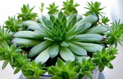 此种多肉植物最喜欢生孩子,一次就是一打,拔掉之后太惊艳