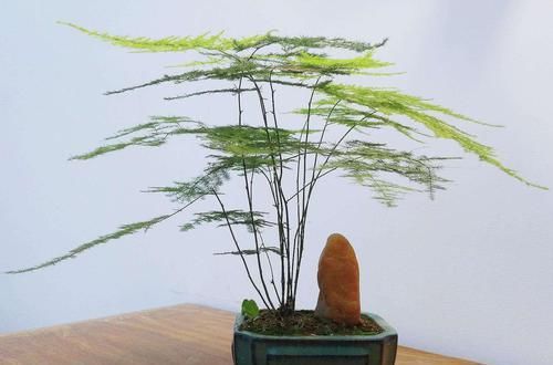 家里万万要养这几种植物，对家人身体健康有益，有钱人一早就明白