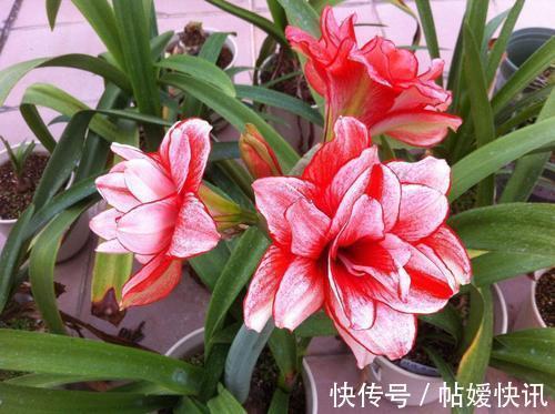 光照|春天养这花,花大如碗,独特漂亮,开完后,简单处理后 能再开花