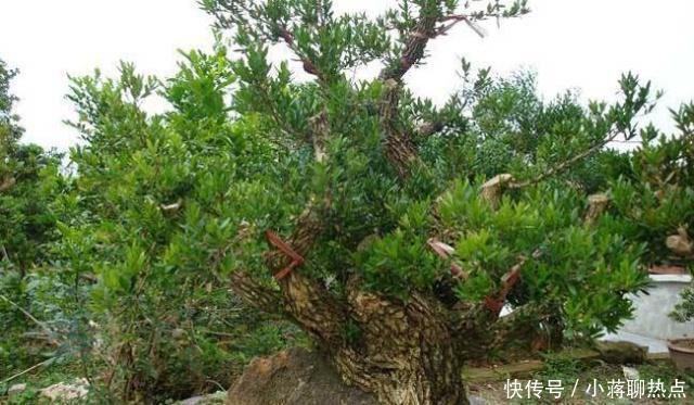 徒长|1种“植物”，是客厅“镇宅王”，养一盆家人兴旺，我就养了