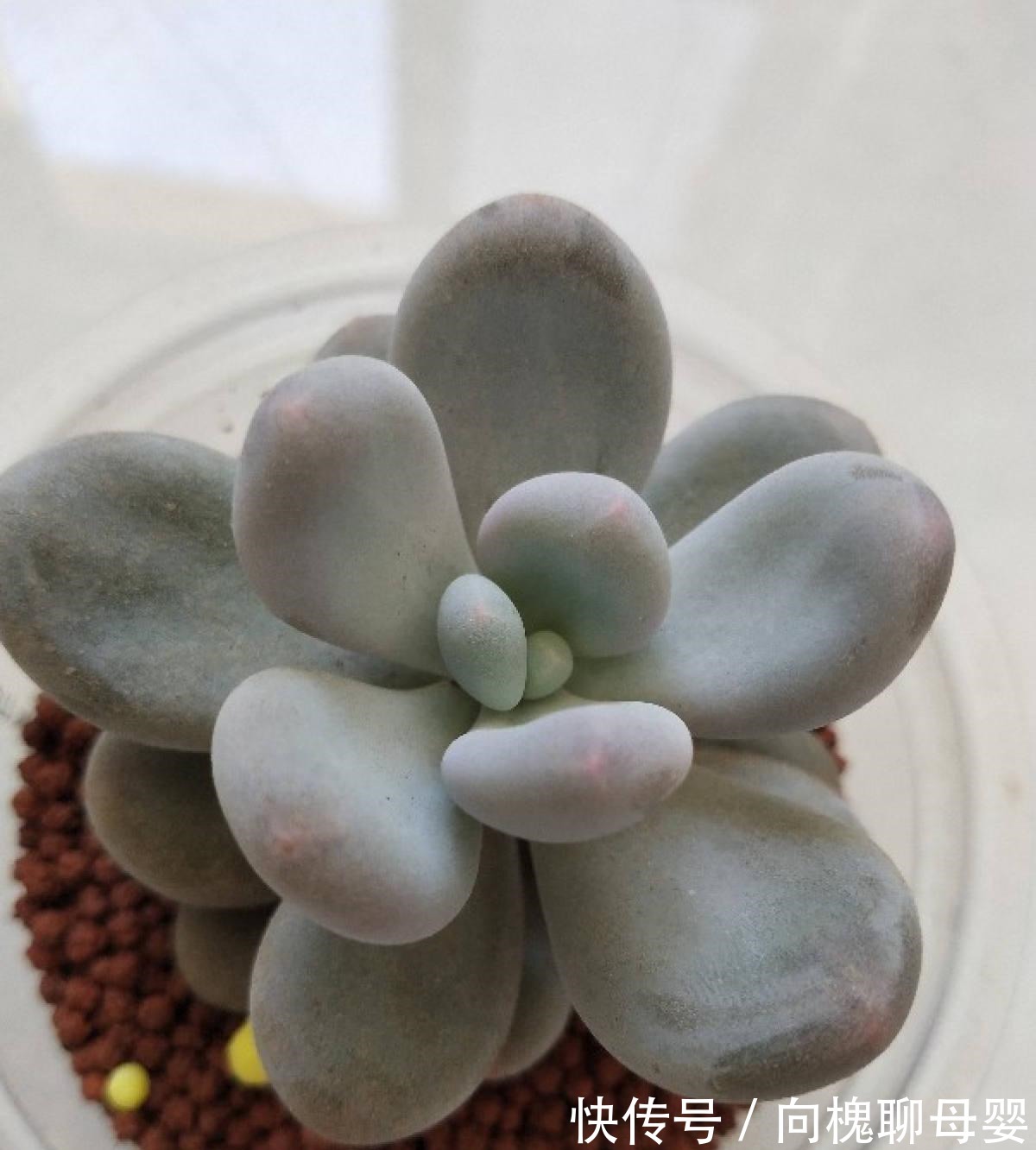 花花|最难养的9种多肉,生病了难“医治”,新手轻易别碰